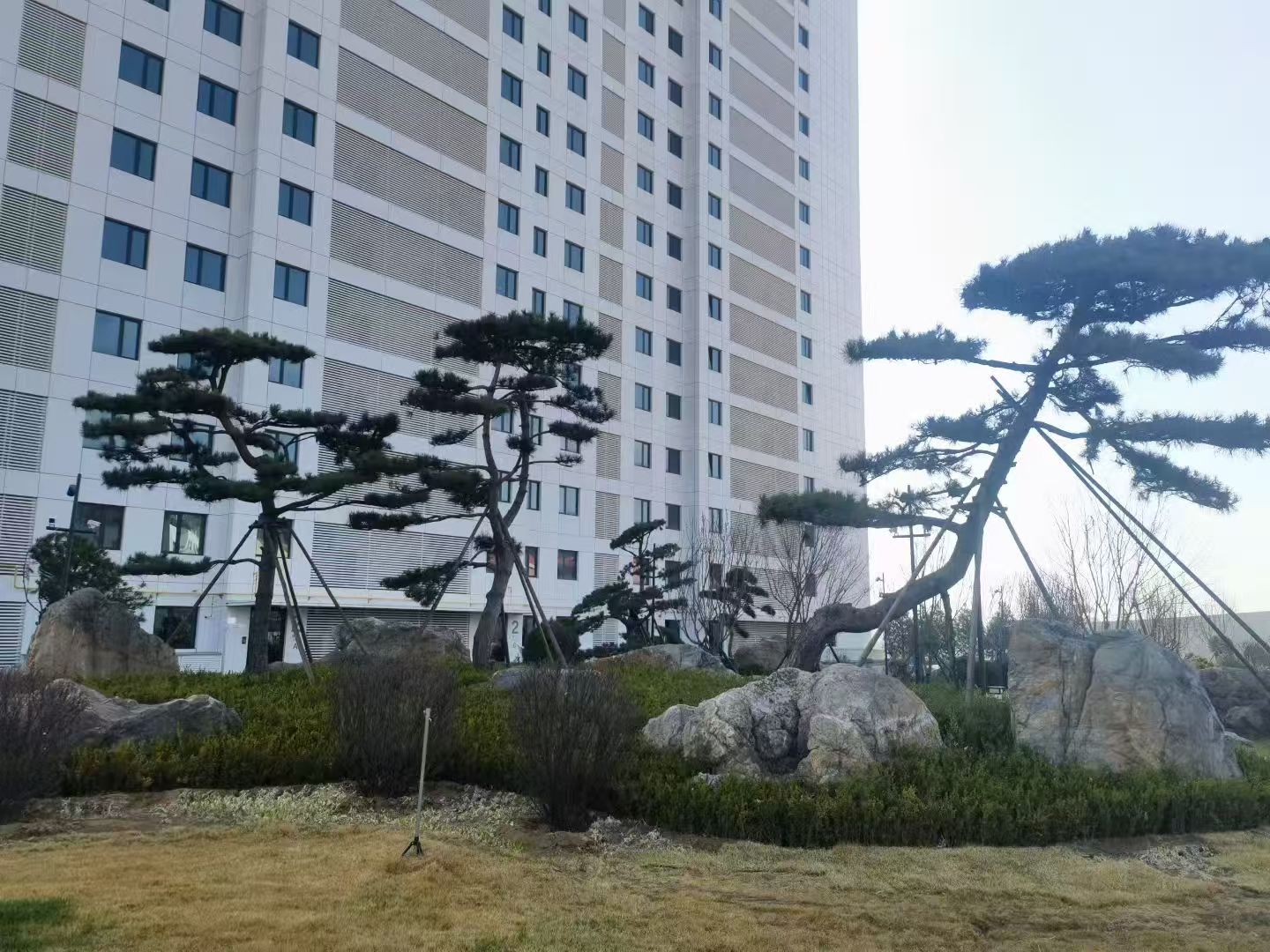 滨州市碧桂园庭院绿化施工案例