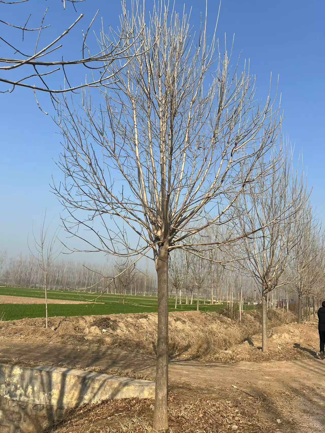 小叶白蜡——北方精景观树,叶片玲珑,耐盐碱更胜一筹