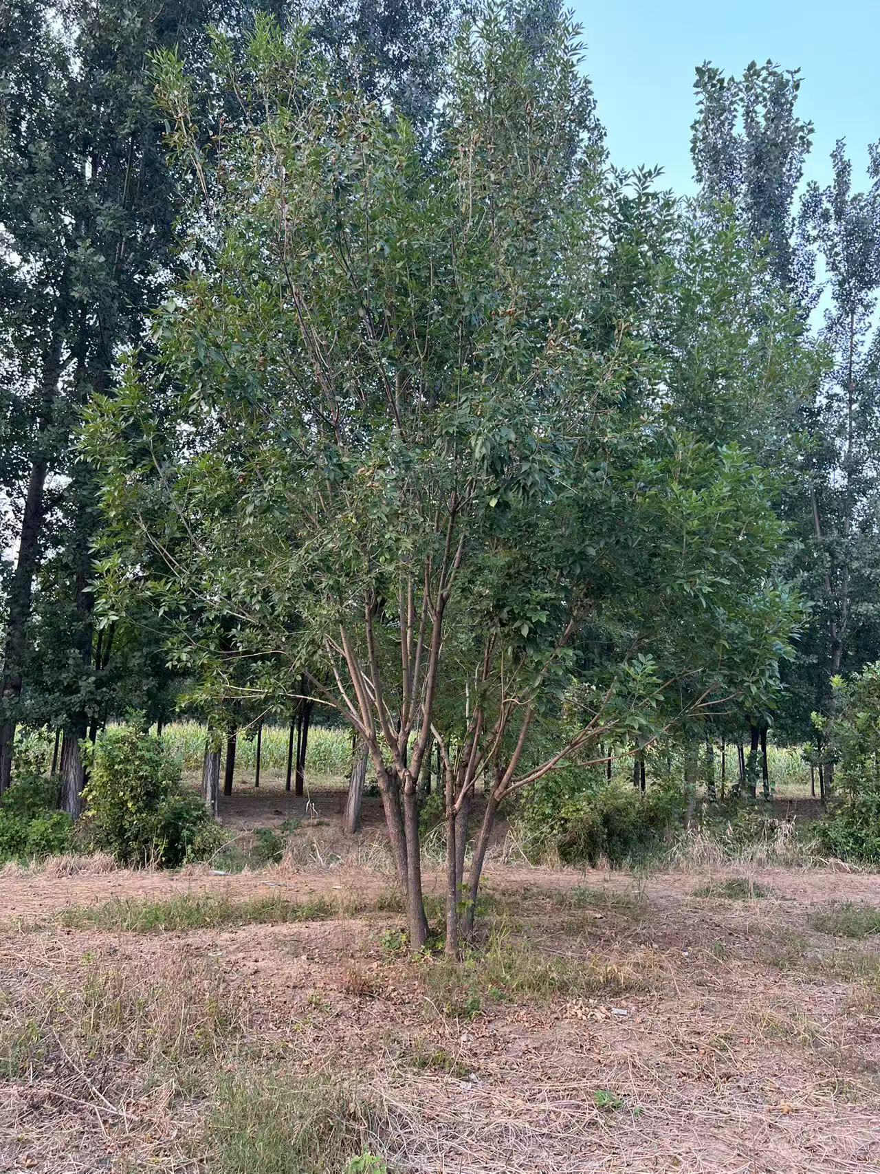 优质白蜡苗木批发|基地直供规格齐全|行道树绿化优选