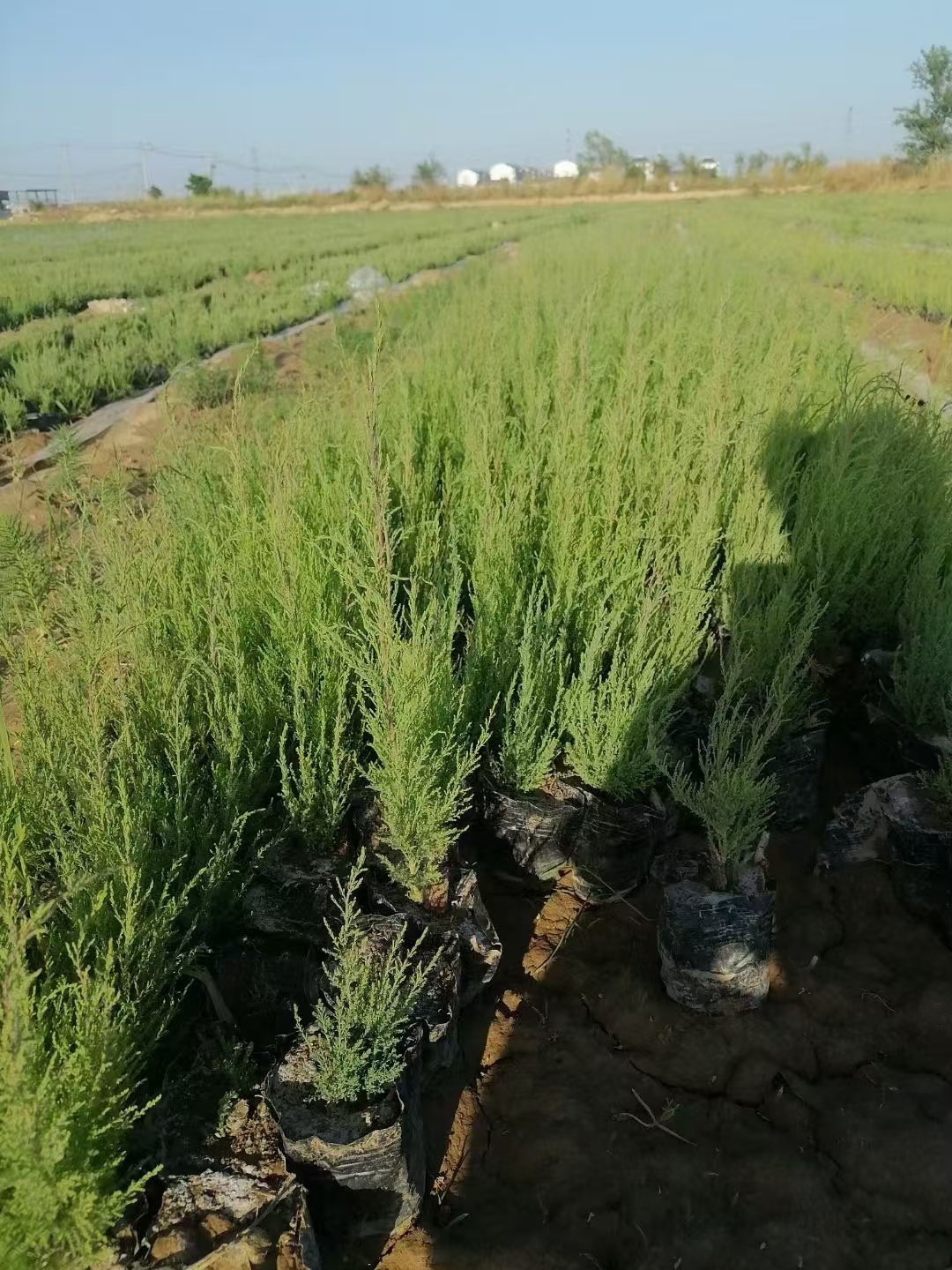 🌿 夏季首选!柽柳/盐松容器苗,基地直销,即种即活