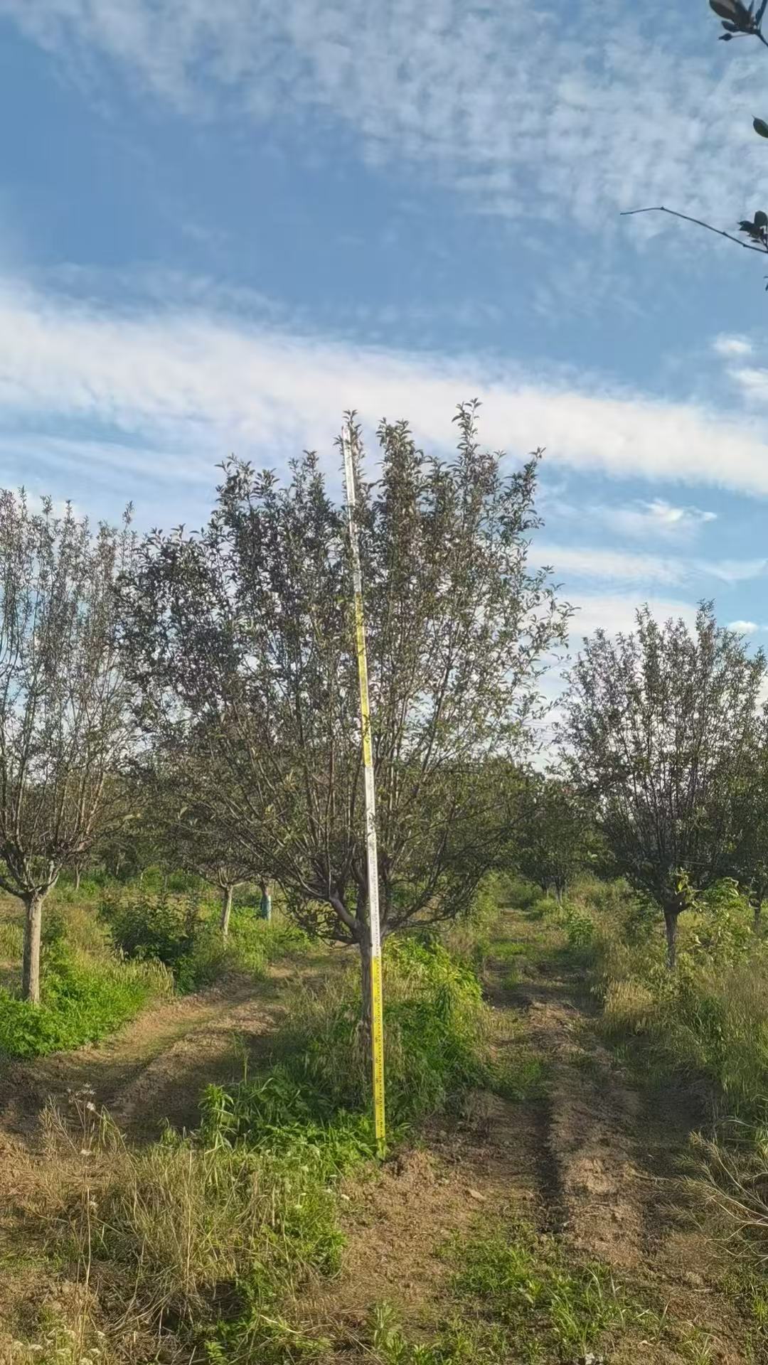夏季首选全断根移栽苗,白蜡,国槐,山杏,绚丽海棠,山东滨州宏诺园林