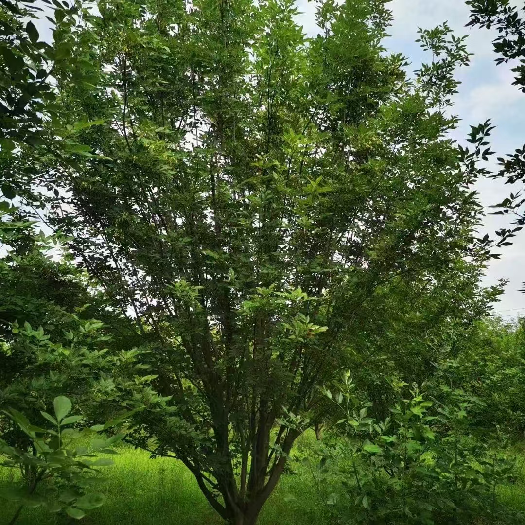 滨州宏诺园林苗圃实景,丛生黄蜡,丛生白蜡,丛生金叶白蜡,丛生国槐,丛生柽柳,丛生榆树展示